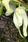 Slimleaf pawpaw